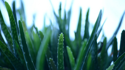 Aloe Vera - Bienfaits