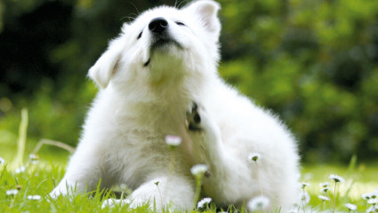 Soulager les allergies chez  les animaux 