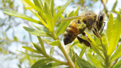 Propolis : 3 couleurs aux effets protecteurs