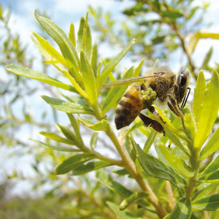 Propolis : 3 couleurs aux effets protecteurs