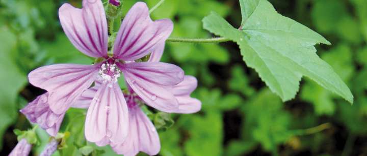 Les bonnes herbes du jardin