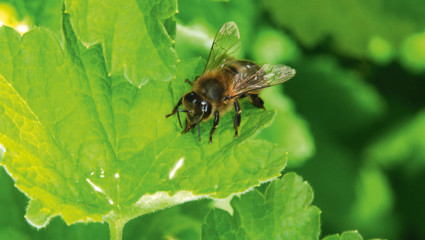 Le miellat douceur des abeilles