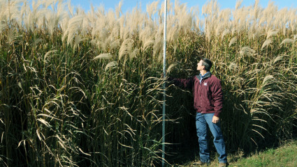 Le miscanthus, une ressource pour demain