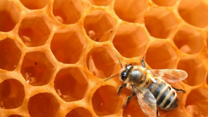 Produits de la ruche : comment choisir son miel ?