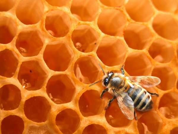 Produits de la ruche : comment choisir son miel ?