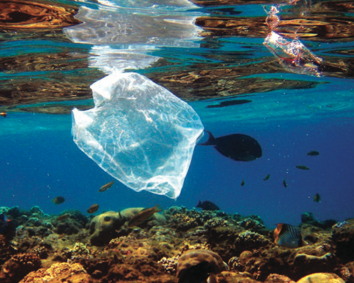 Mer de plastique : des dangers bien vivants