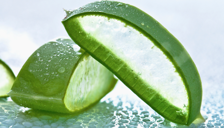 L'Aloe vera, un régénérateur, en gel ou en jus !