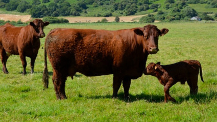 Des trophées pour limiter la souffrance animale