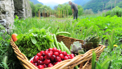 Manger bio ou local ?