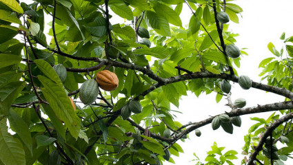 Cacao : la production mondiale mise sur des variétés hybrides