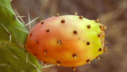 De quoi embrasser les cactus