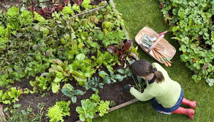 « Mon potager maison, naturellement bio ? »