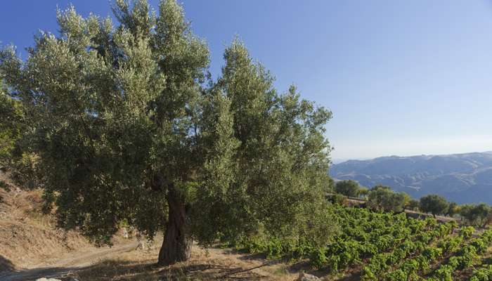 L'huile d’olive a ses vertus santés que la science a validées