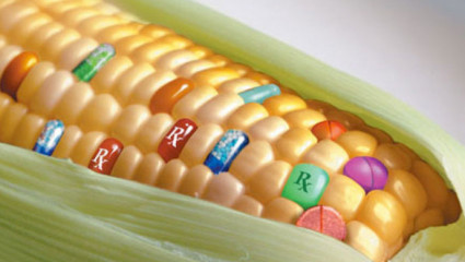 Oui, des OGM traînent dans nos assiettes 