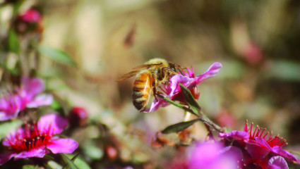 Le miel de manuka, un antiseptique au-dessus des autres