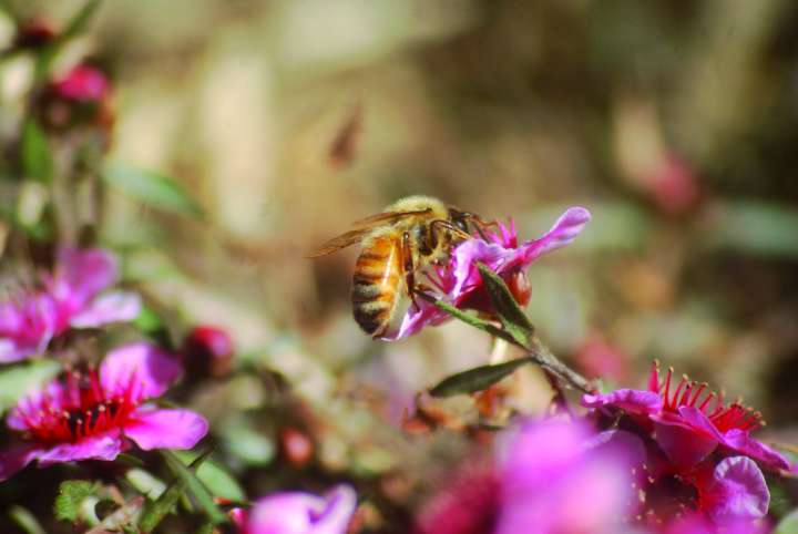 Le miel de manuka, un antiseptique au-dessus des autres