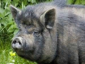 porc-noir-bigorre-slow-food-bio-info