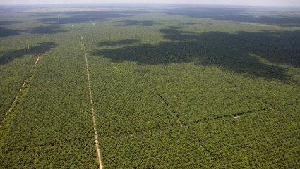 Huile de palme : dégâts écologiques sous label bio