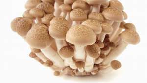 Stars de la mycologie : 7 champignons qui soignent 