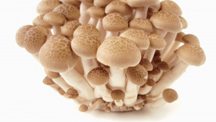 Stars de la mycologie : 7 champignons qui soignent 