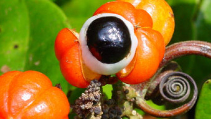  Le guarana, un stimulant qui n’excite pas