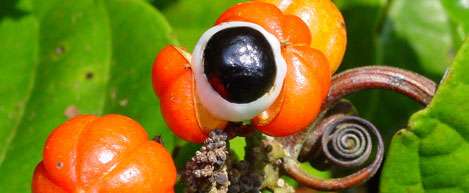  Le guarana, un stimulant qui n’excite pas