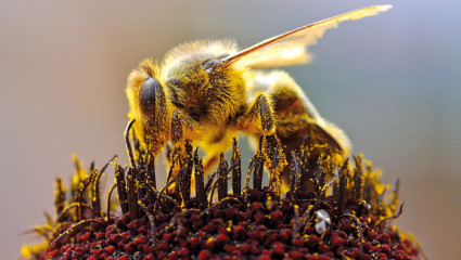 Les produits de la ruche, un atout dans l’alimentation des seniors
