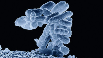 Antibiorésistance : E. coli n’était qu’un début