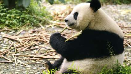 Le secret de l’énergie du futur  est-il dans les déjections de panda ?