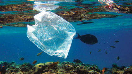 Mer de plastique : des dangers bien vivants