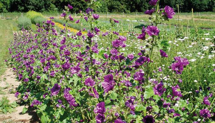 Culture et cueillette de plantes aromatiques 