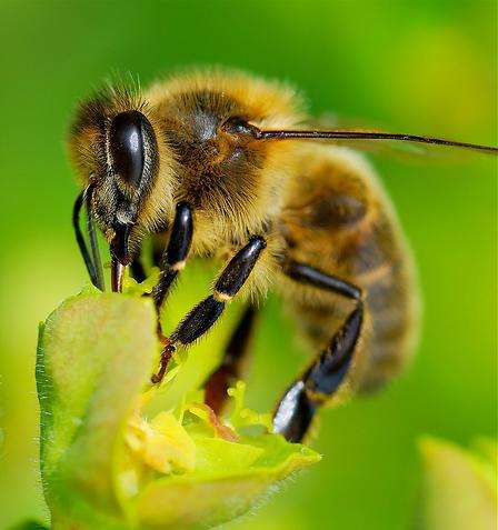 Disparition des abeilles : omerta sur les pesticides