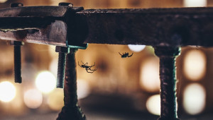 Punaises de lit, puces et araignées : comment leur dire bye-bye