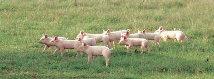 En Vendee, Bioporc rend au cochon son caractère