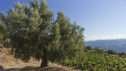 L'huile d’olive a ses vertus santés que la science a validées