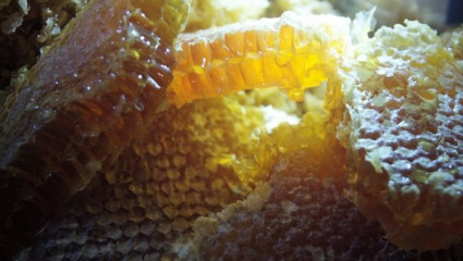 En quête de brut : du miel en rayon pour les puristes