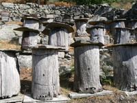 rucher-tronc-d-arrigas